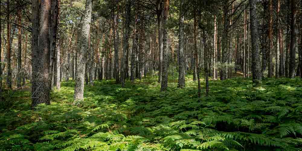 Un frondoso bosque de la Sierra de Madrid donde hay cabañas con jacuzzi, uno de los planes en pareja Madrid más especiales